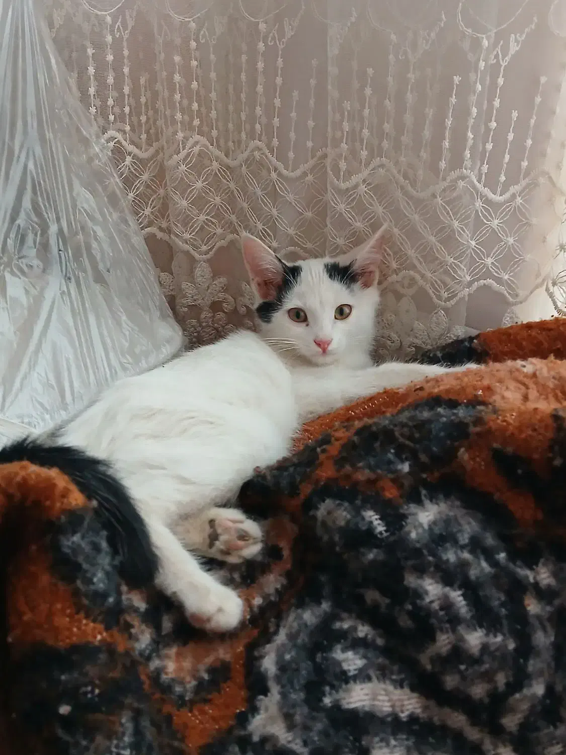 واگذاری رایگان بچه گربه خانگی|گربه|اشکذر, |دیوار