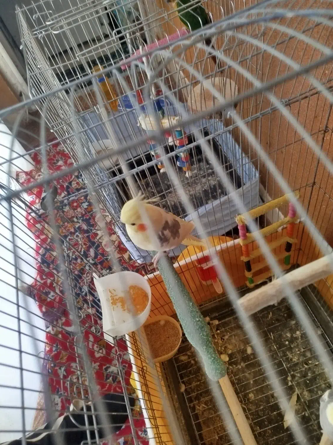 سلام به دوستان عزیز ی عروس هلندی ماده به فروش میرس|پرنده|مهاجران, |دیوار