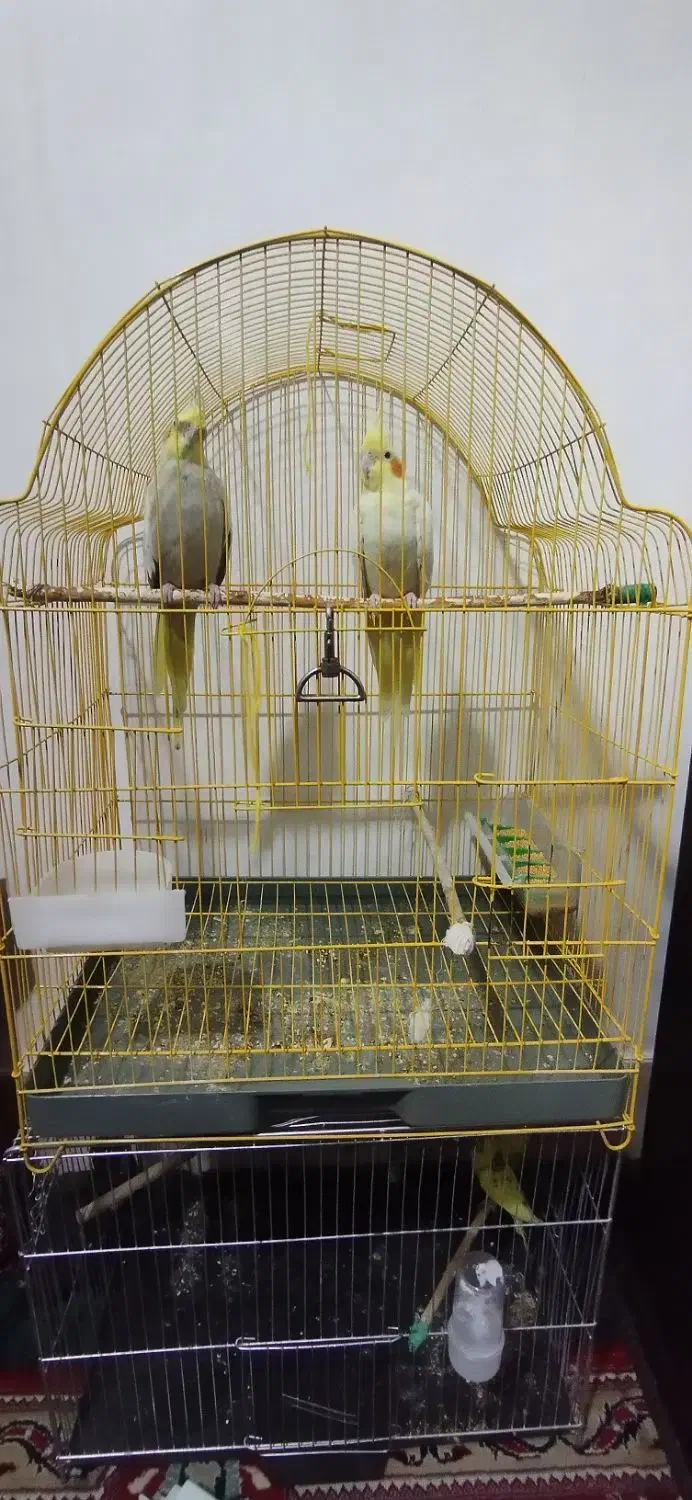 عروس هلندی و مرغ عشق|پرنده|بیرجند, |دیوار