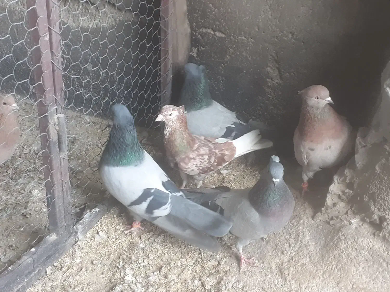 کبوتر|حیوانات|بهار, |دیوار