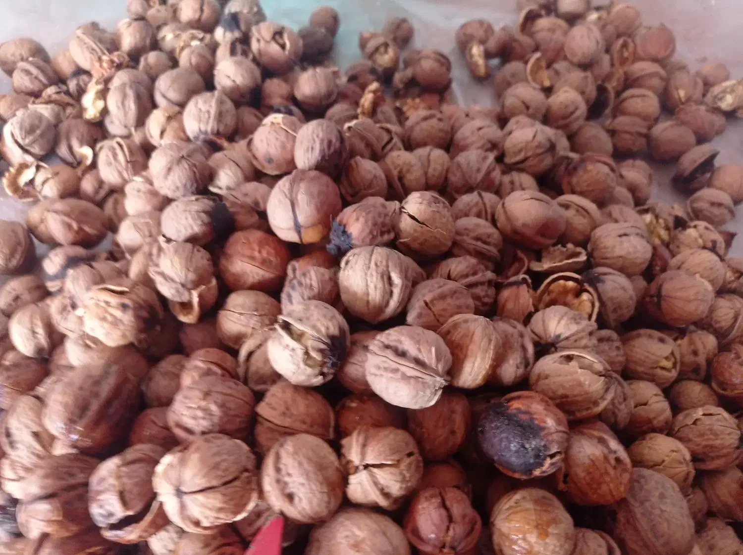 مغز|خوردنی و آشامیدنی|تهران, خانی آباد نو شمالی|دیوار