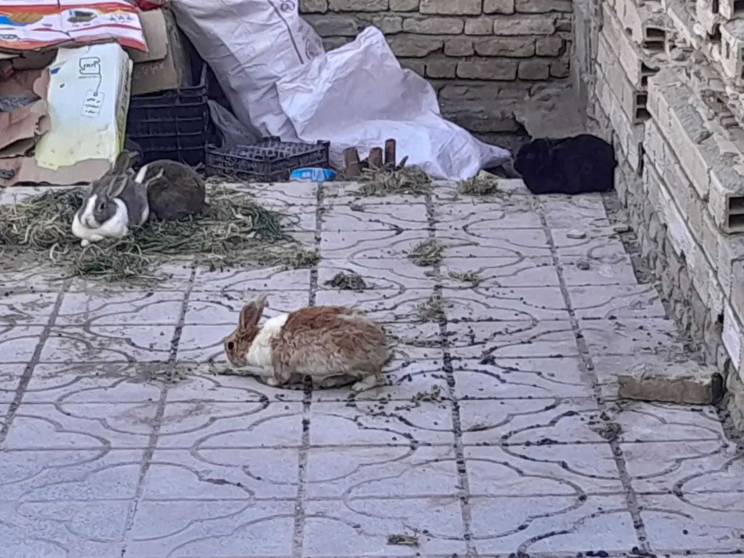 خرگوش|موش و خرگوش|شهرکرد, |دیوار