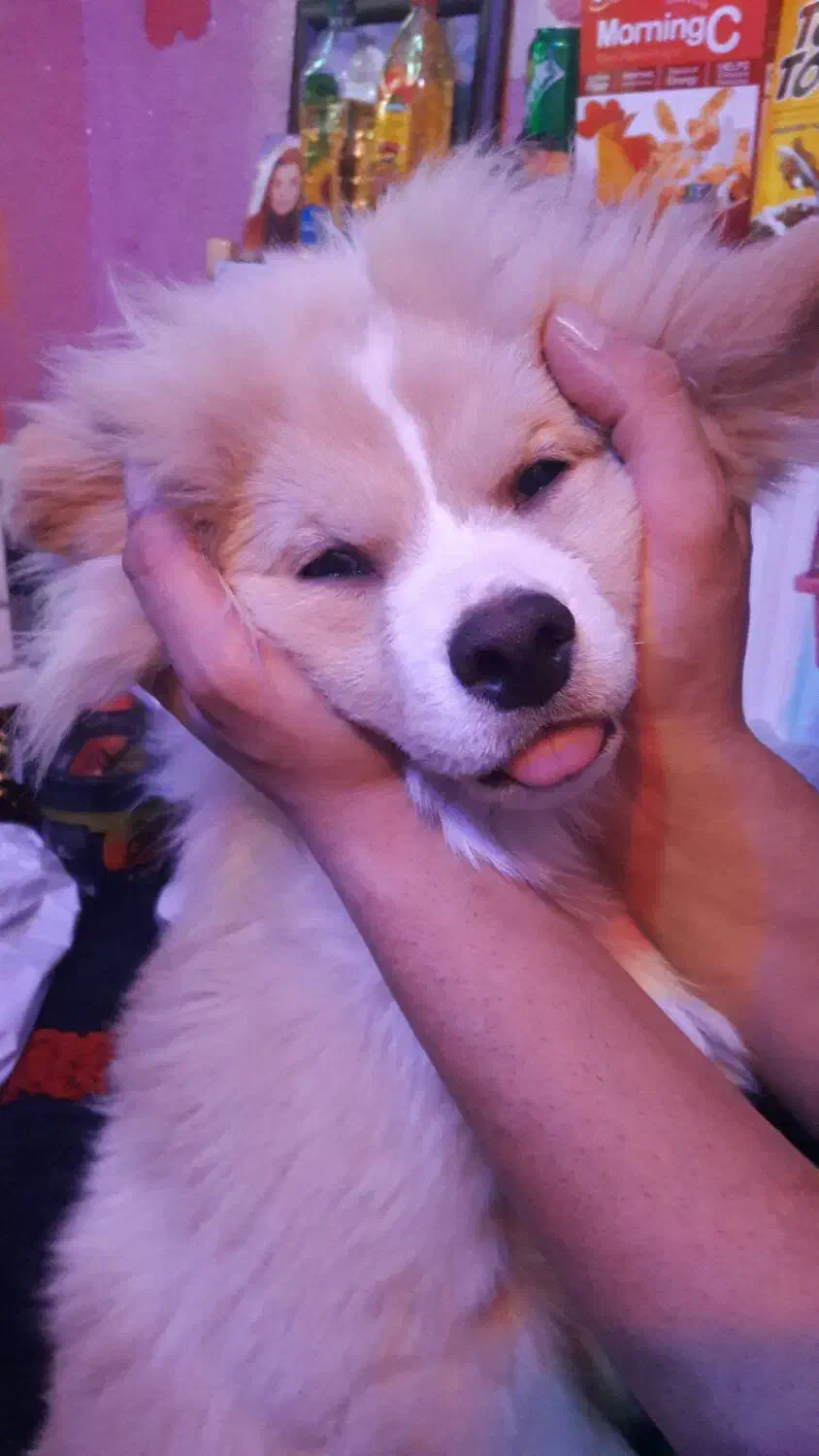 سگ نرباهوش اشپیتز|سگ|پرند, فاز ۵|دیوار