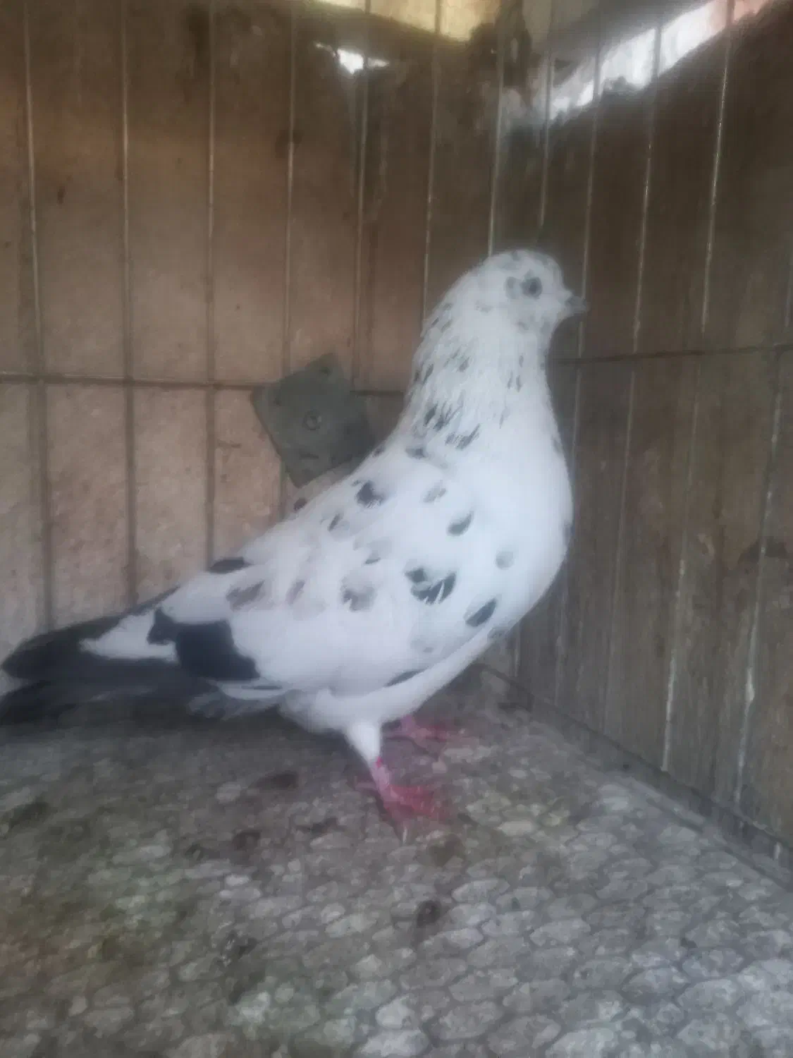 کفتر گرفتنی|پرنده|قم, سید معصوم|دیوار