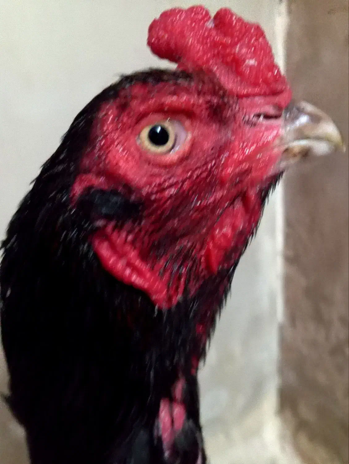 خروس|حیوانات مزرعه|بندرعباس, |دیوار