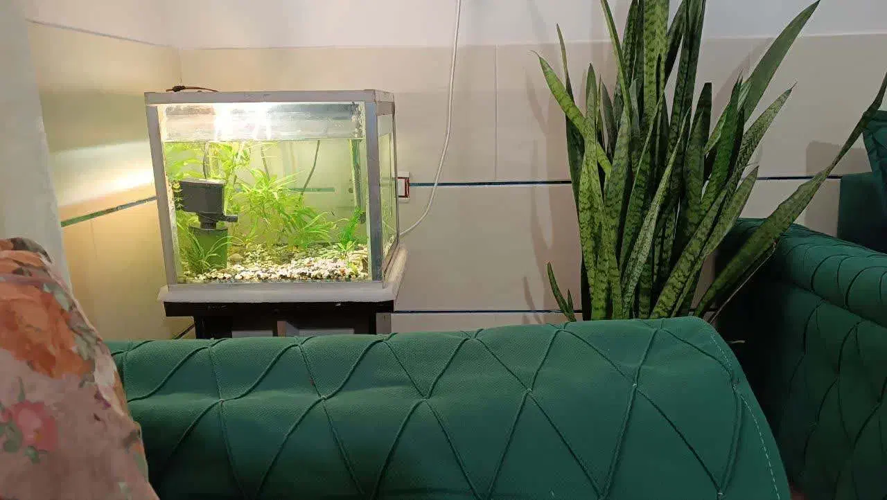 آکواریوم کامل|ماهی|زنجان, |دیوار