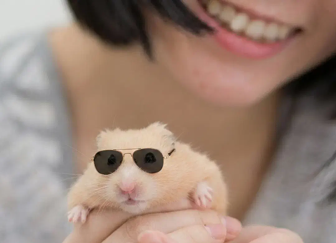 همسترهای فسقلی .بندانگشتی هدیه جذاب ودوستداشتنی|موش و خرگوش|اصفهان, بهاران|دیوار