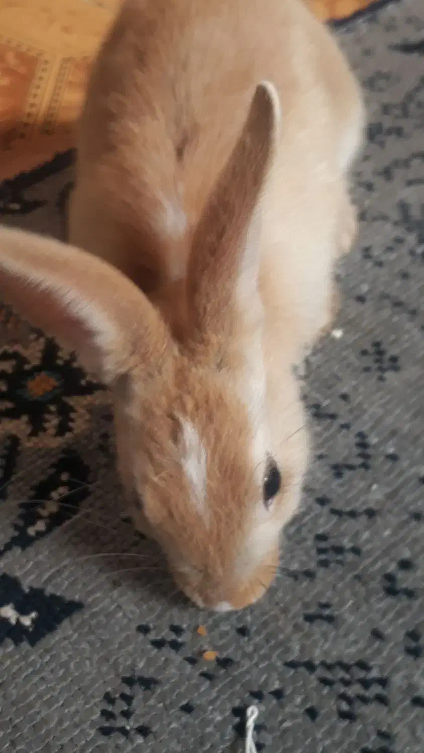 واگذاری حیوان|موش و خرگوش|رامهرمز, |دیوار