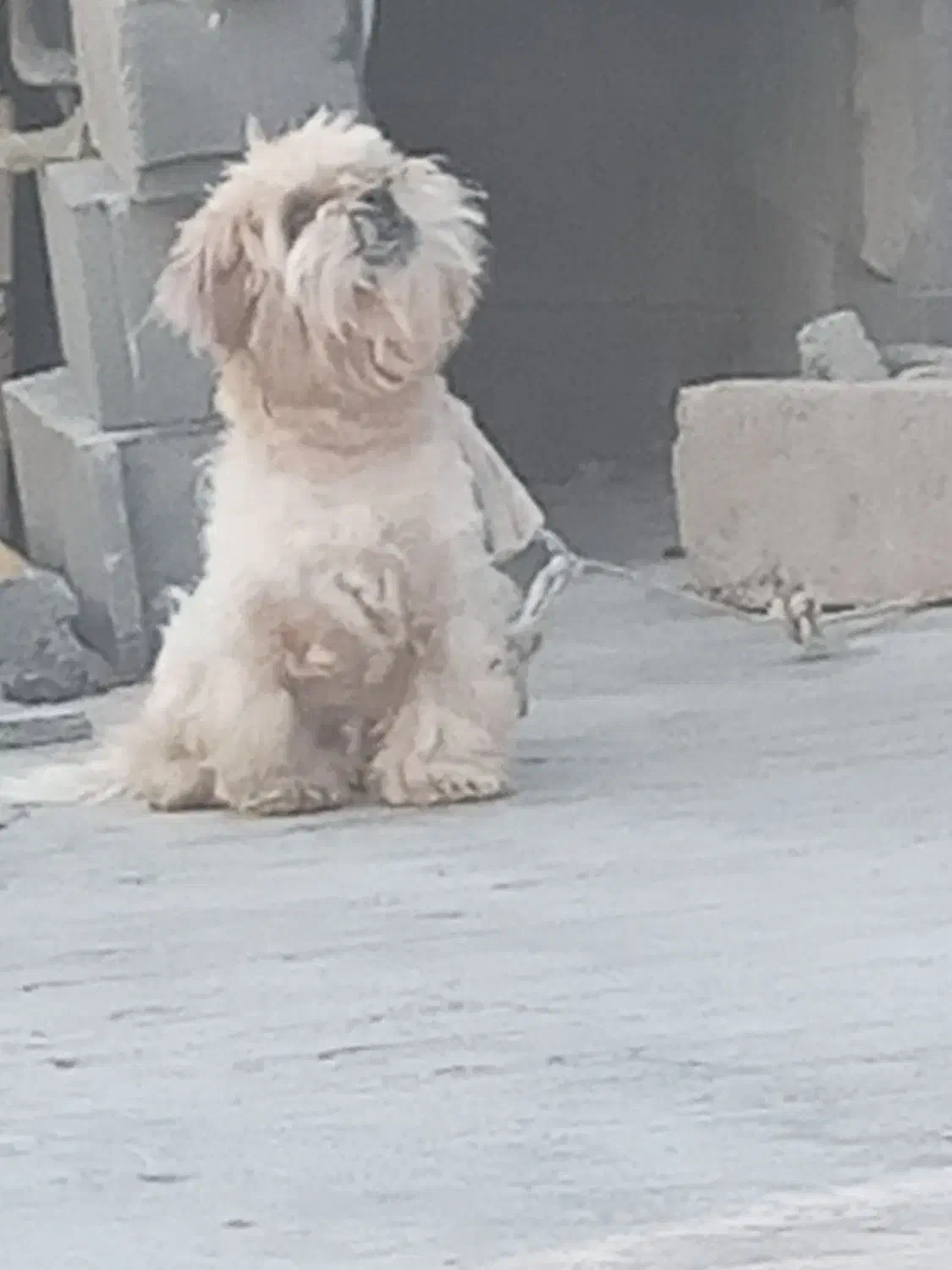 سگ.|سگ|ایذه, |دیوار