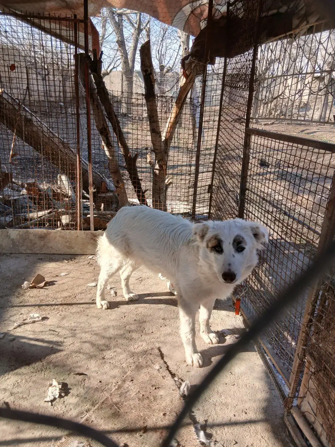 سگ نگهبان|سگ|محمدشهر, محمدشهر|دیوار