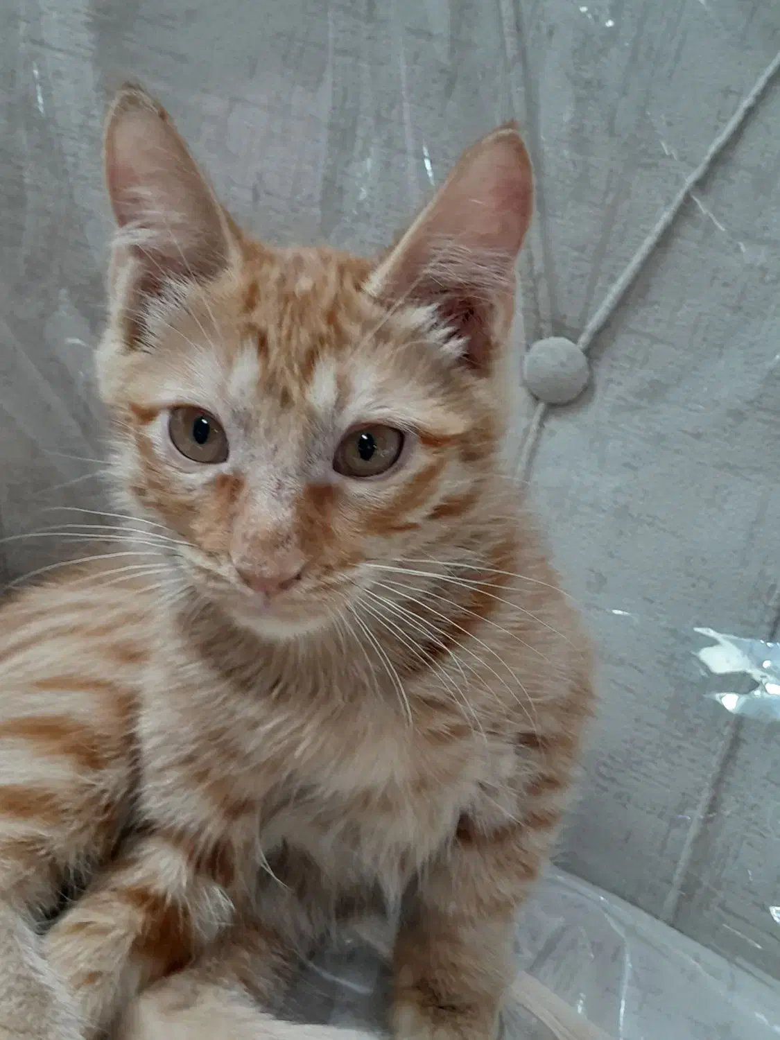 ۲ماه نیم بصورت رایگان|گربه|تهران, کیانشهر|دیوار