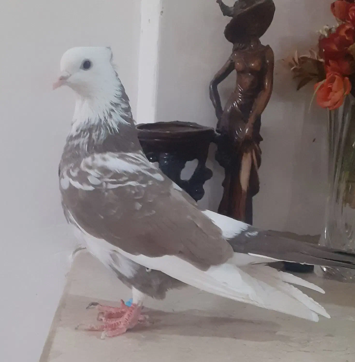 کفترصید|پرنده|مشهد, انصار|دیوار