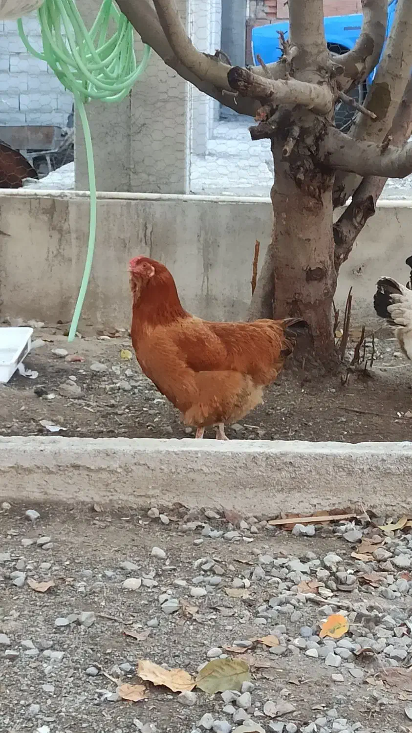 مرغ تخم گذار|حیوانات مزرعه|بندر ترکمن, |دیوار