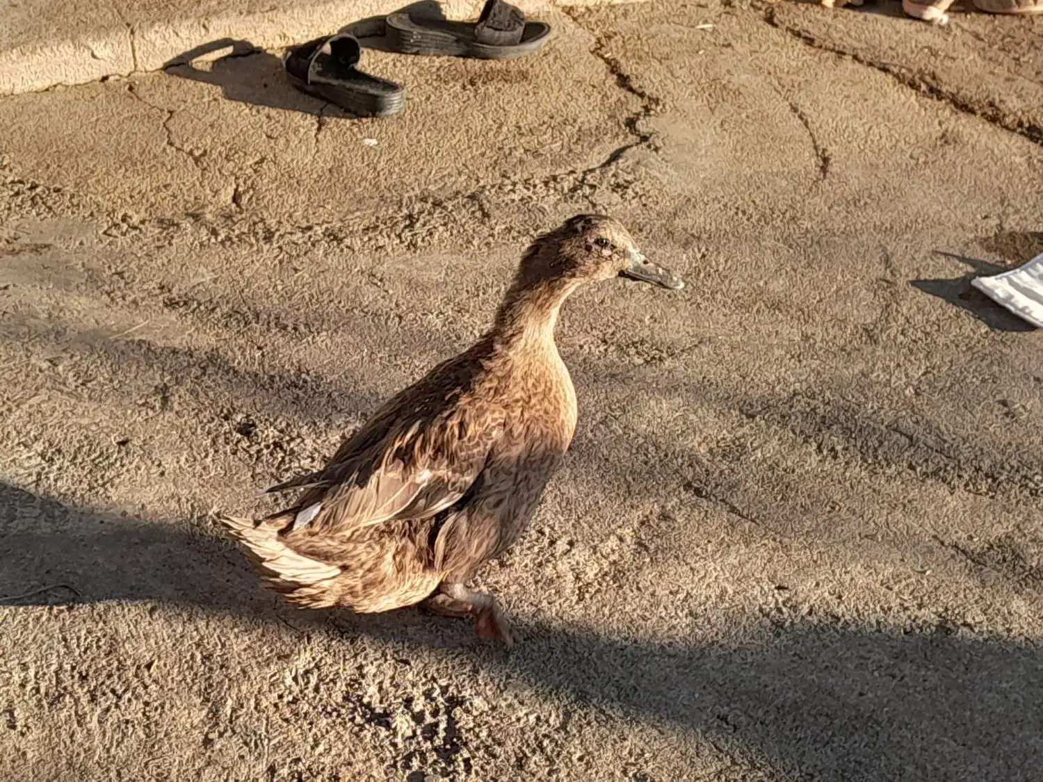 فروش دوعدد اردک یک عدد جوجه سلطان یک عدد غاز ماده|حیوانات مزرعه|یاسوج, |دیوار