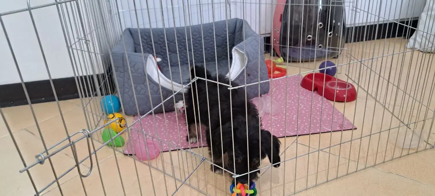 لوازم پت در حد نو و نو|لوازم جانبی حیوانات|تهران, شهرک آتی شهر|دیوار