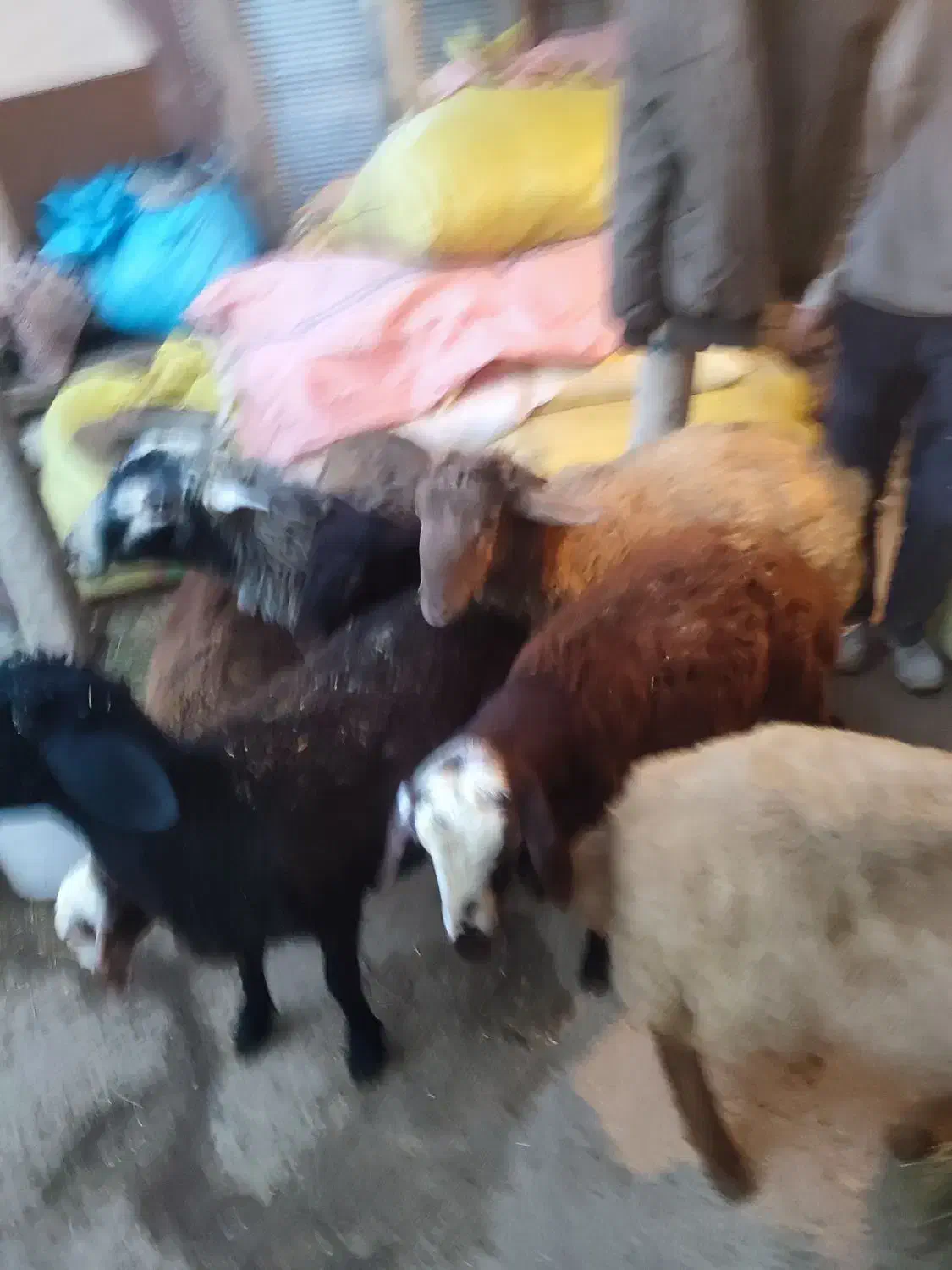 7راسبرهداشتیتوافقی|حیوانات مزرعه|سراب, |دیوار