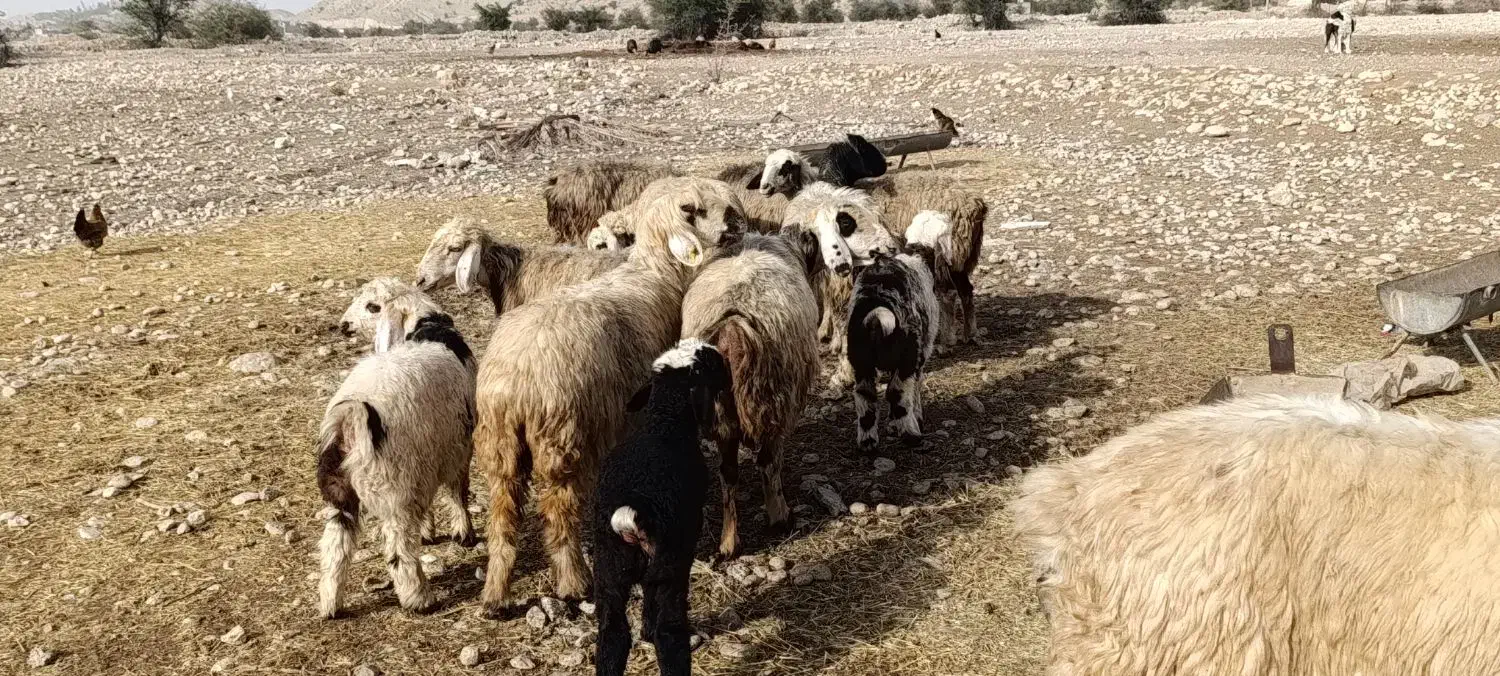 شیشک و میش بره دار و آبستن گلون|حیوانات مزرعه|جره و بالاده, |دیوار