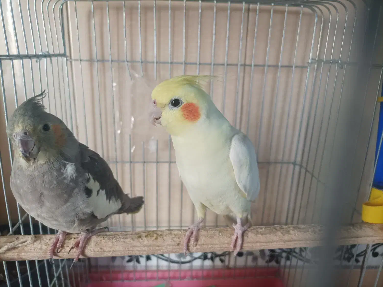 جفت عروس هلندی مولد|پرنده|پاکدشت, پاکدشت (مامازند)|دیوار