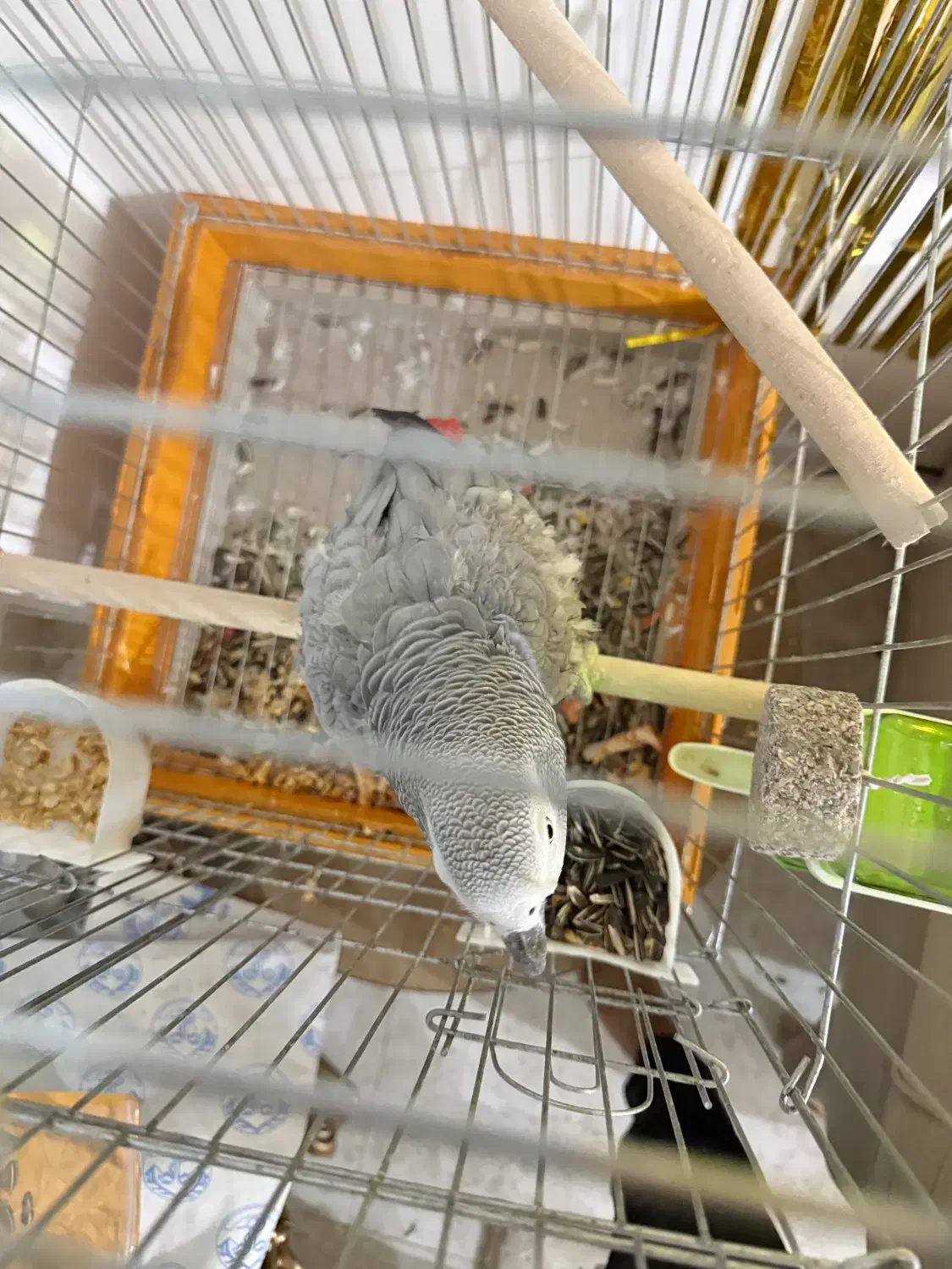 کاسکو|پرنده|بندرعباس, |دیوار