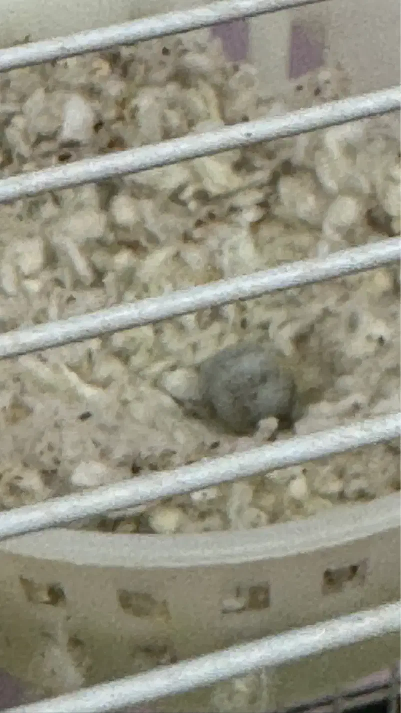 جفت قناری|پرنده|بیرجند, |دیوار