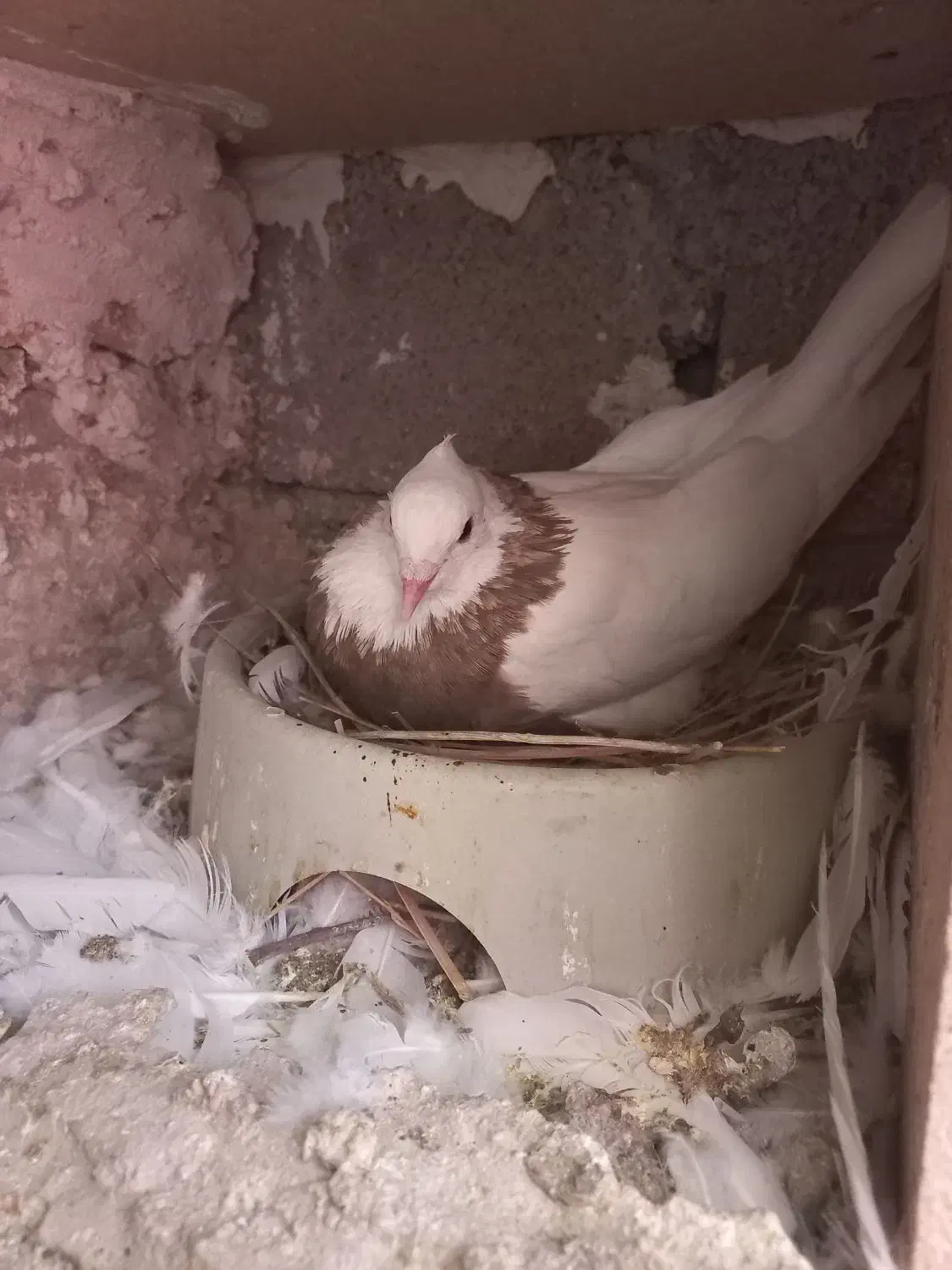 معاوضه فقط،با عســل کوهی|پرنده|دهدشت, |دیوار