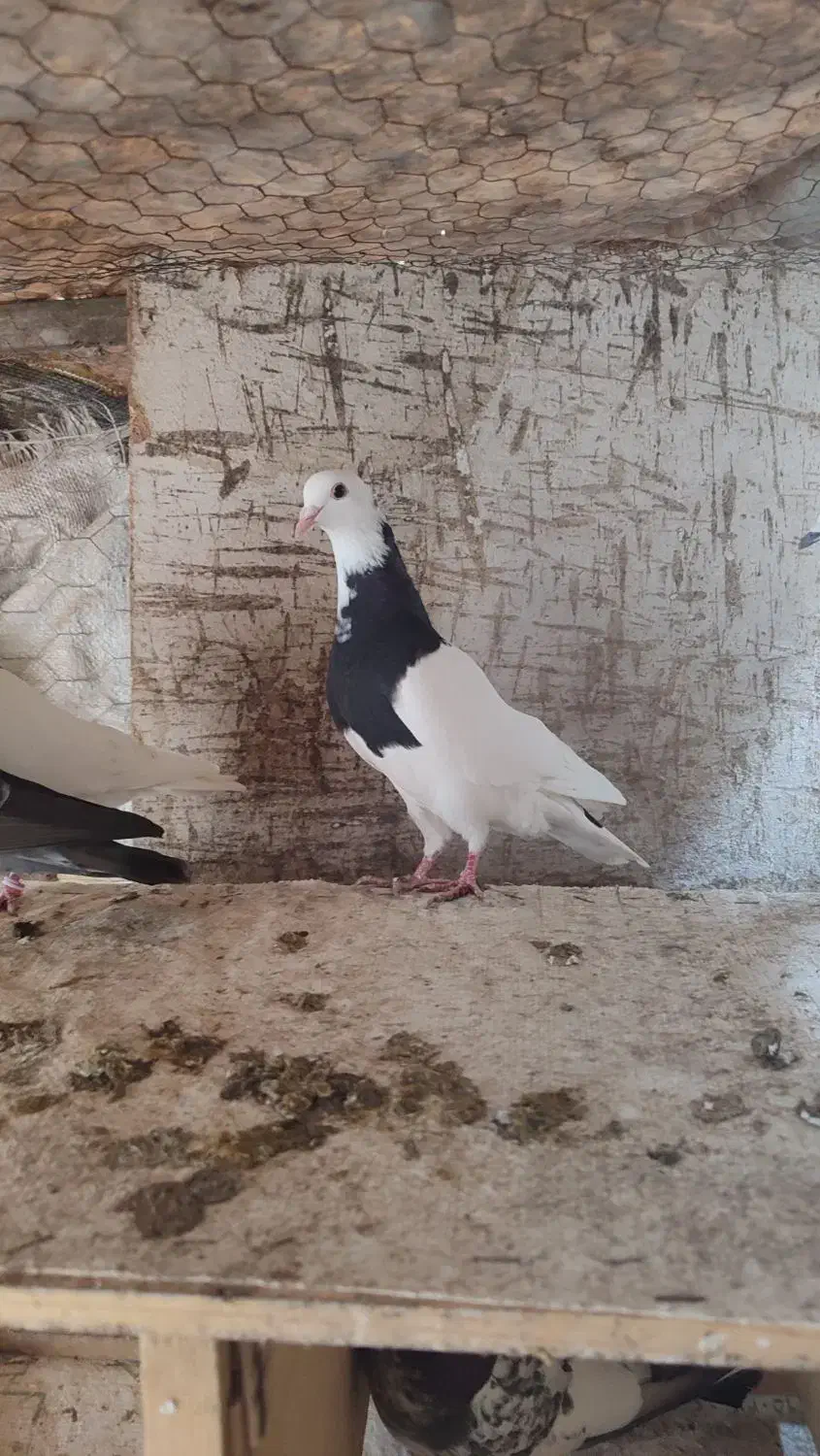 کبوتر طوقی|پرنده|فاضل آباد, |دیوار