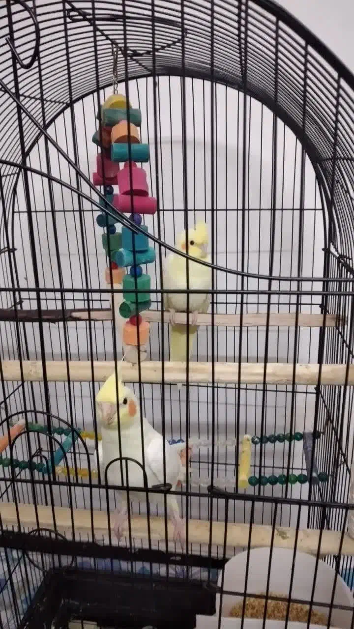 پرنده عروس و قفس|پرنده|ساری, |دیوار