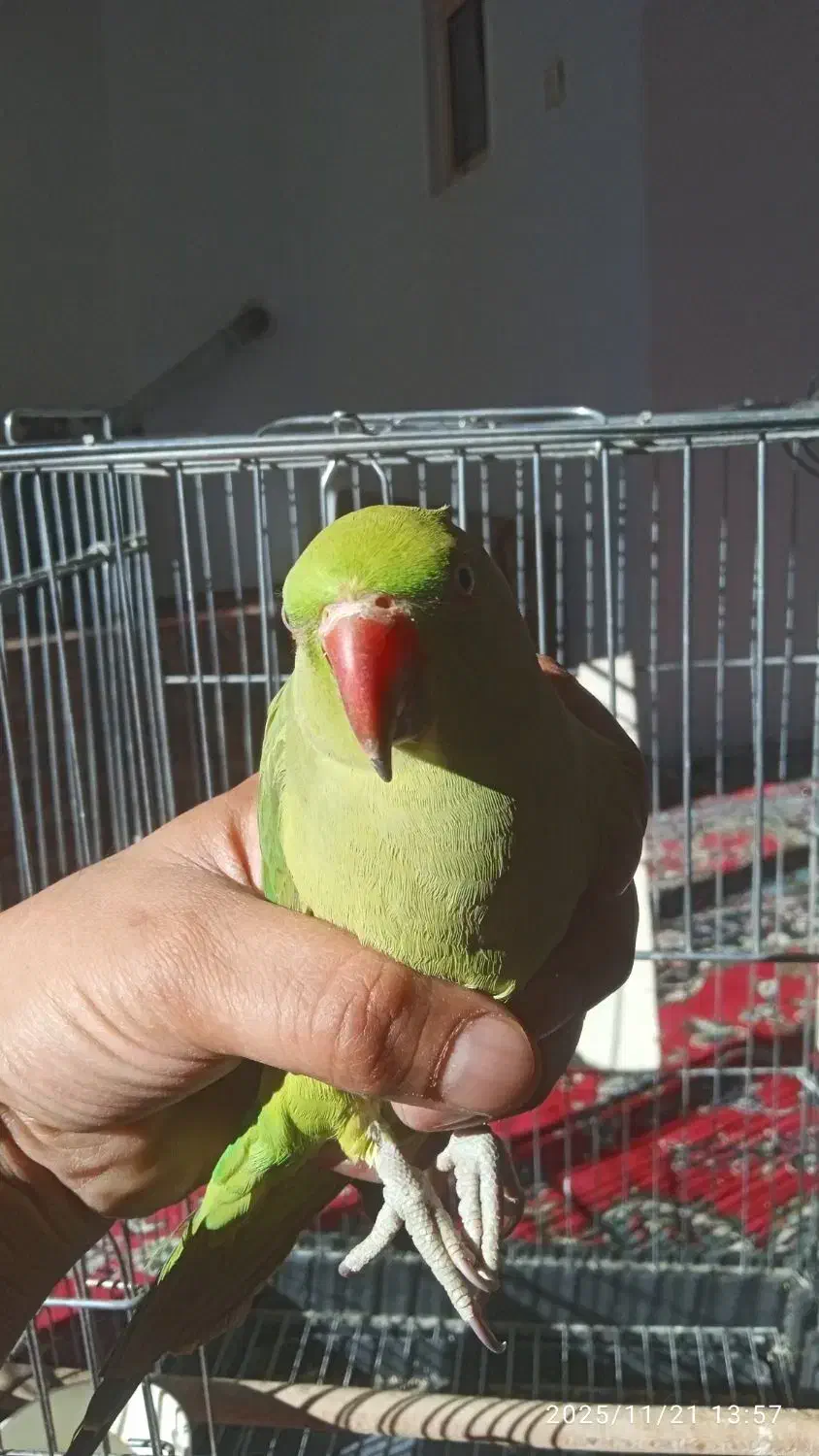 باسلام طوص ملنگو سالم نره فروش|پرنده|قروه, |دیوار