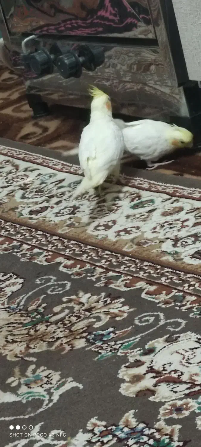 عروس هلندی|پرنده|زهک, |دیوار