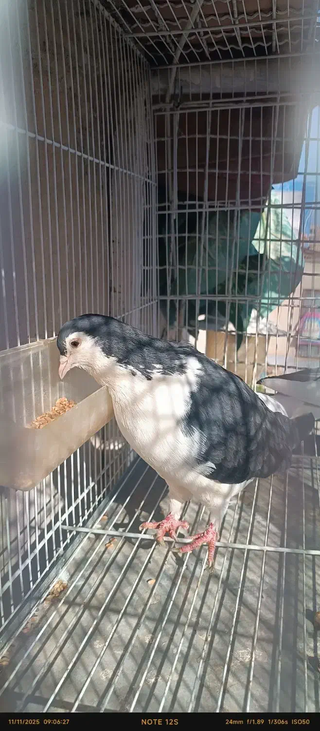 چپ سیاه وامری سیاه ماده|پرنده|بردسکن, |دیوار