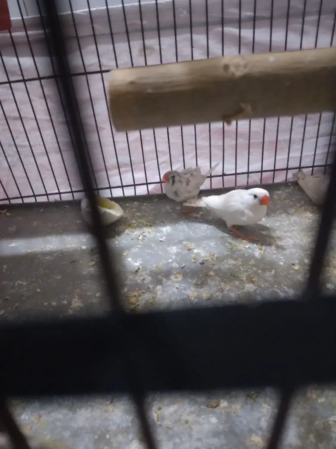 فنج خوارزمی ۸عدد|پرنده|قرچک, شهرک طلائیه|دیوار