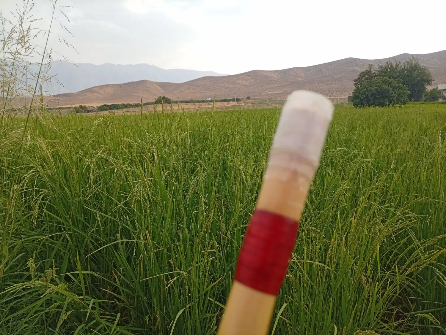 موسیقی|سازهای سنتی|شیراز, شریفآباد|دیوار
