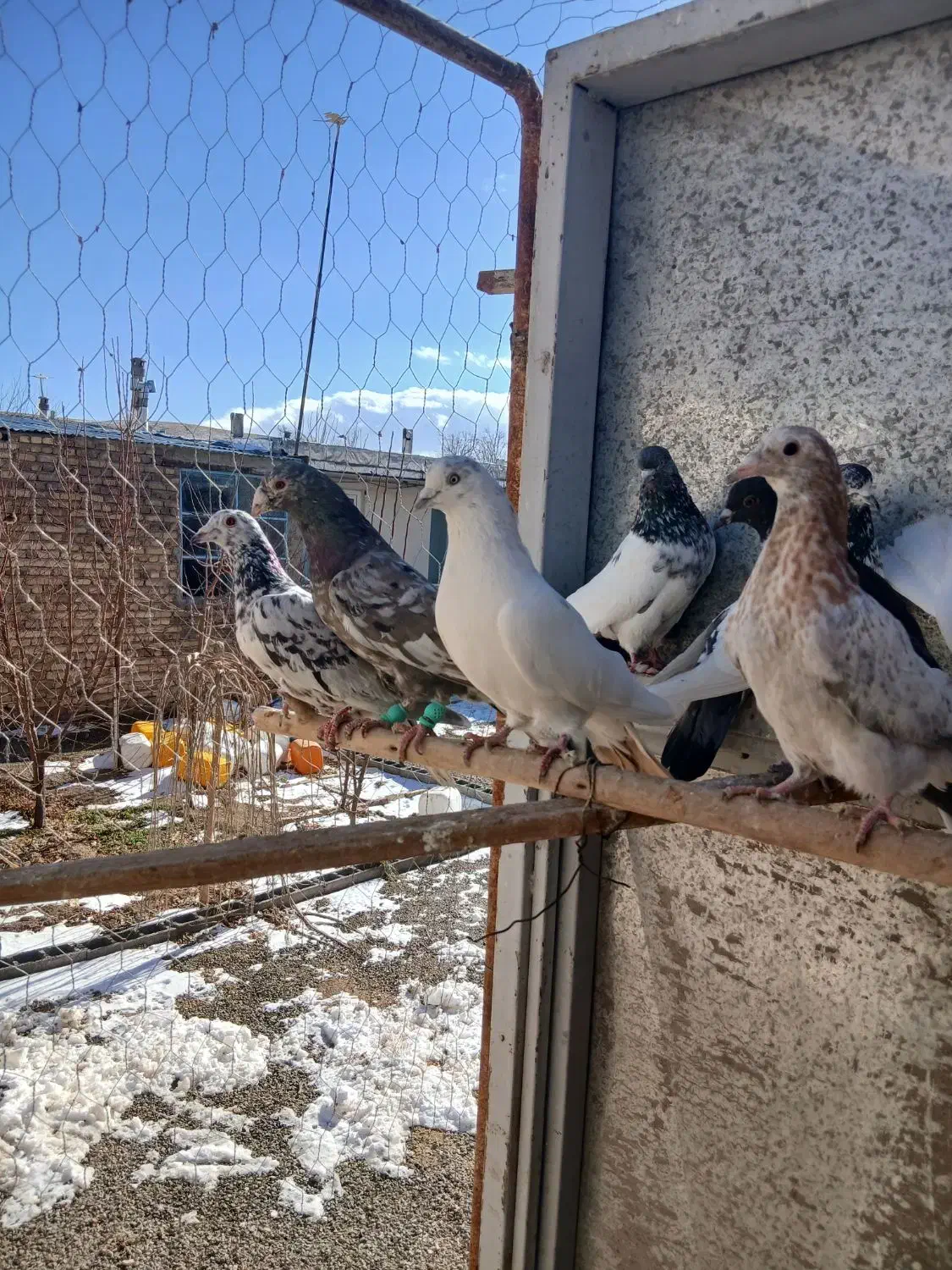 کبوتر|پرنده|چهاردولی, |دیوار