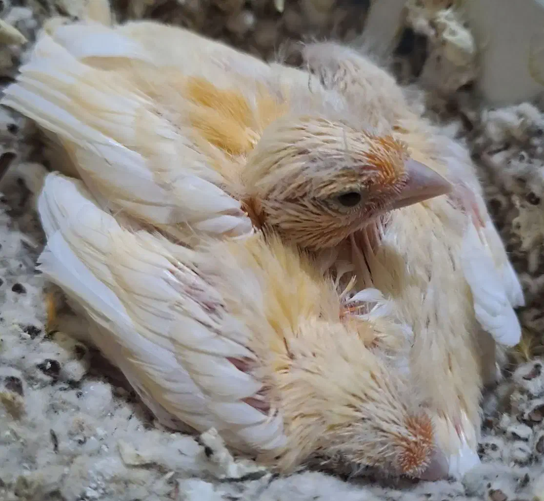 جوجه قناری|پرنده|ابریشم, |دیوار