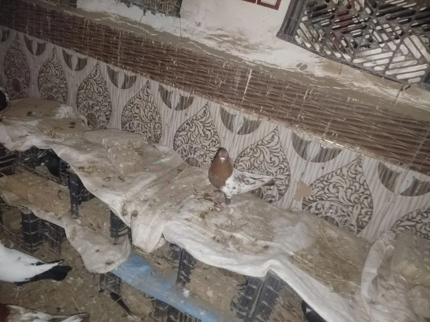 کبوتر کله ای تاپ|پرنده|کرخه, |دیوار