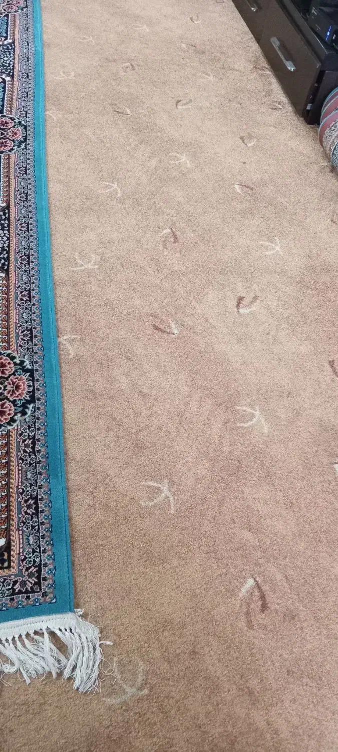 پالاز موکت  ۴۰متر|موکت|چمران, |دیوار