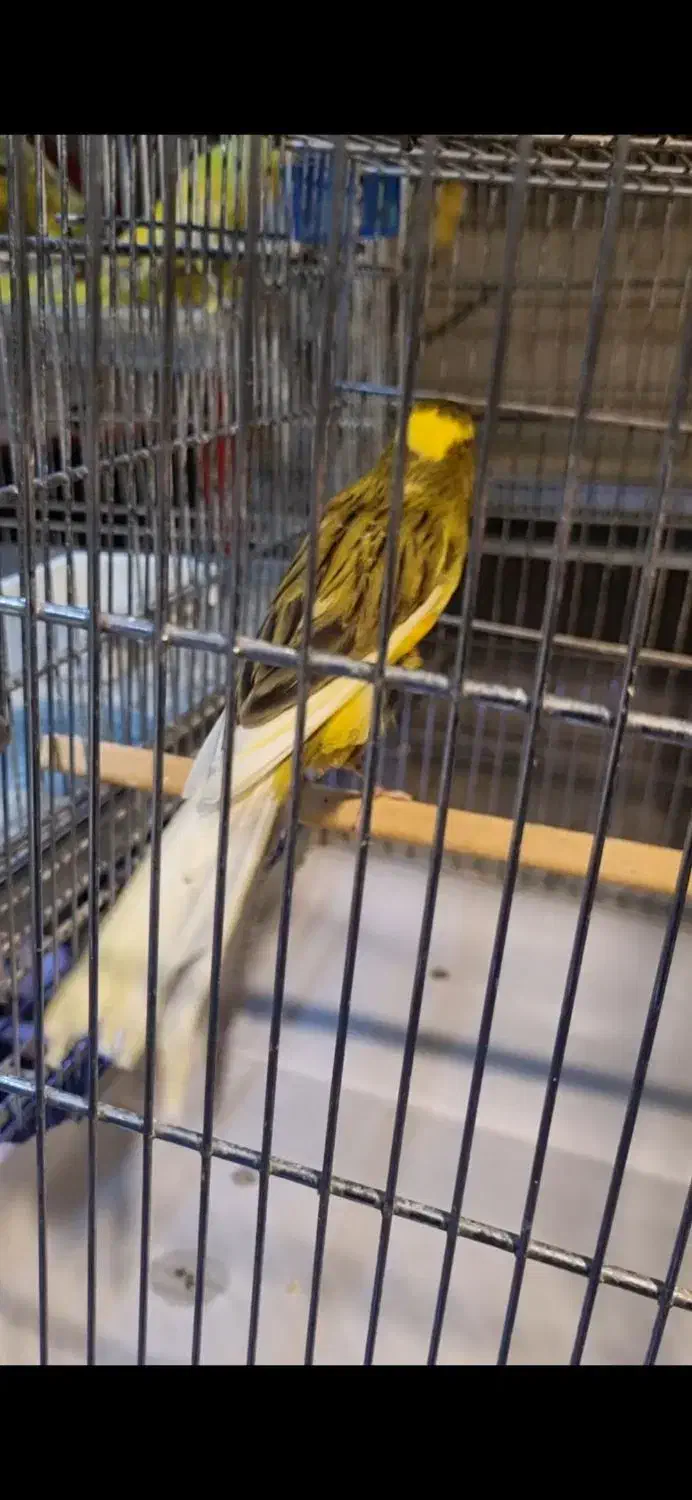 قناری رسمی بلند دم ۱۱ونیم تا ۱۲ونیم|پرنده|تهران, تهرانپارس غربی|دیوار
