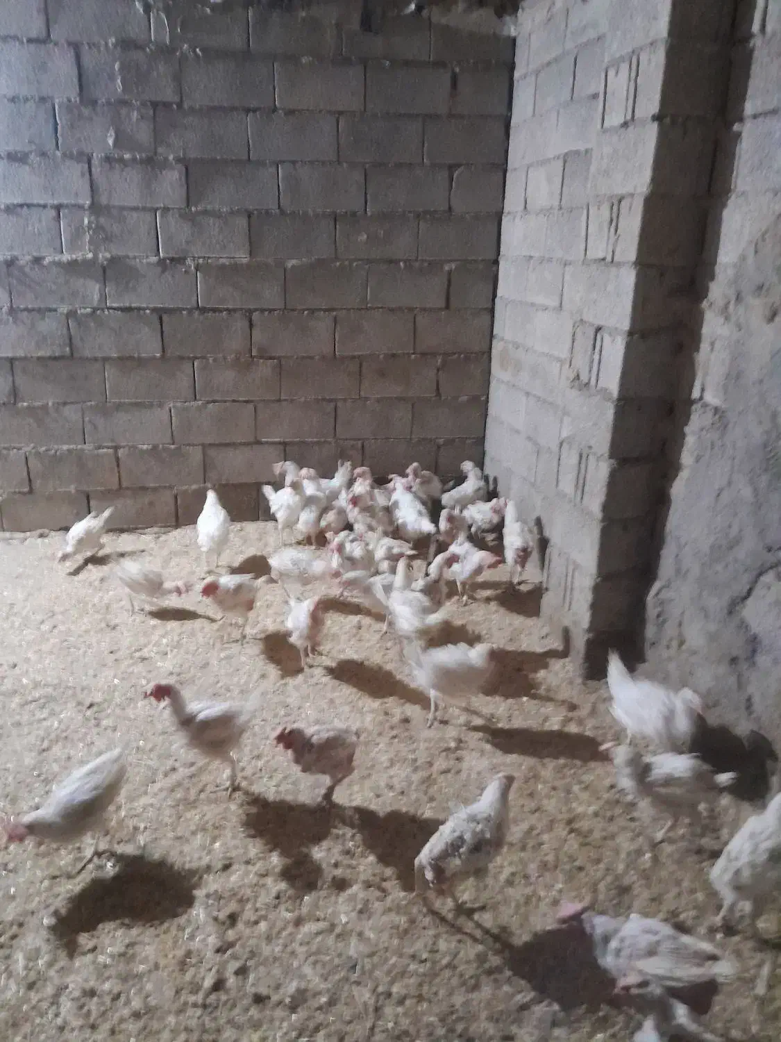 مرغ تخم گذار|حیوانات مزرعه|چمران, |دیوار