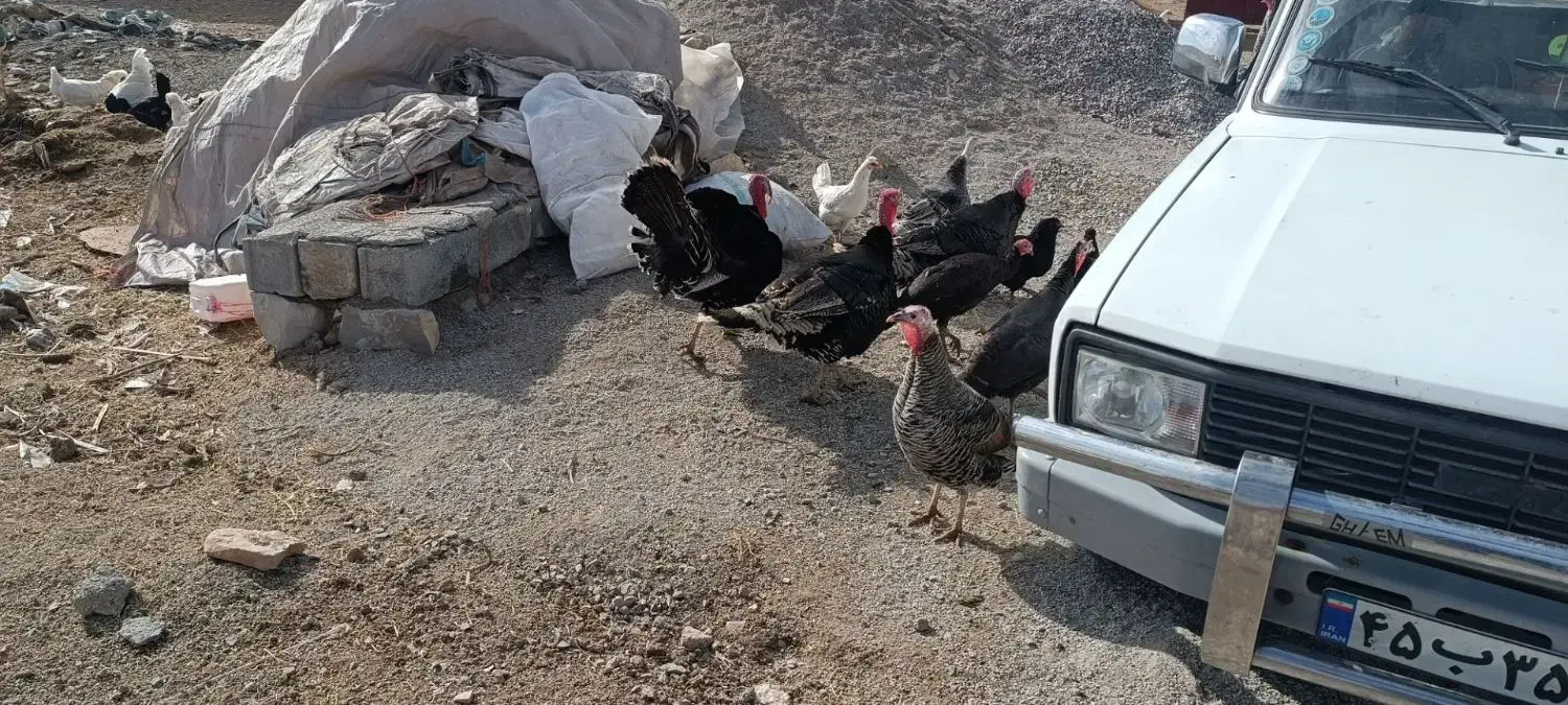 بوقلمون|حیوانات مزرعه|ماهیدشت, |دیوار