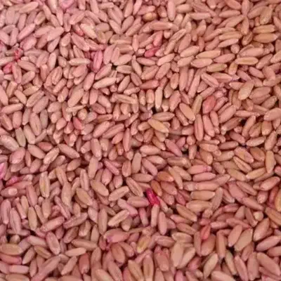 گندم بذر|خدمات باغبانی و درختکاری|زالیان, |دیوار