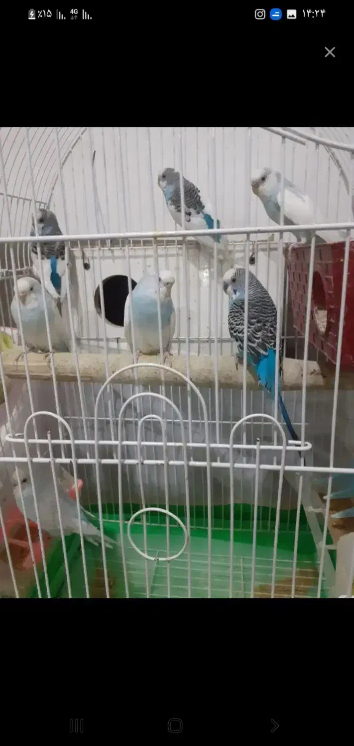 مرغ عشق|پرنده|بومهن, |دیوار