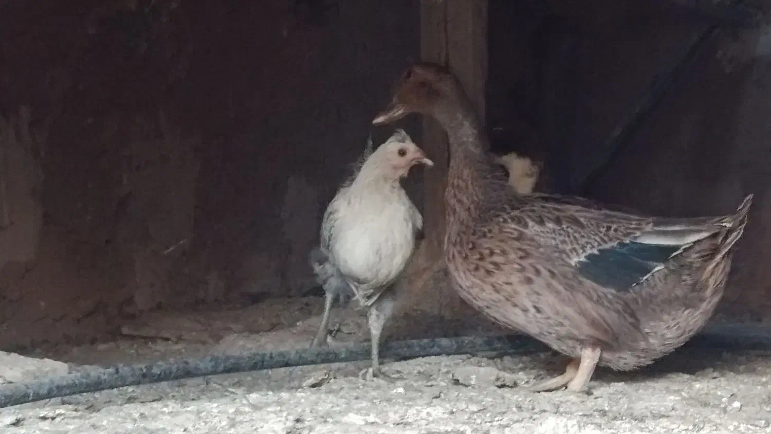 اردک نر و ماده بالغ و یک مرغ کاکلی مینیاتوری|پرنده|بجستان, |دیوار