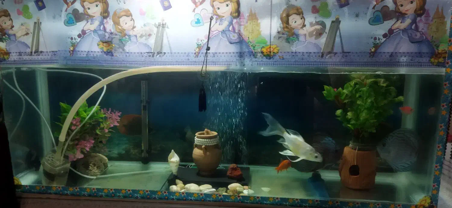 آکواریوم|ماهی|میاندوآب, |دیوار