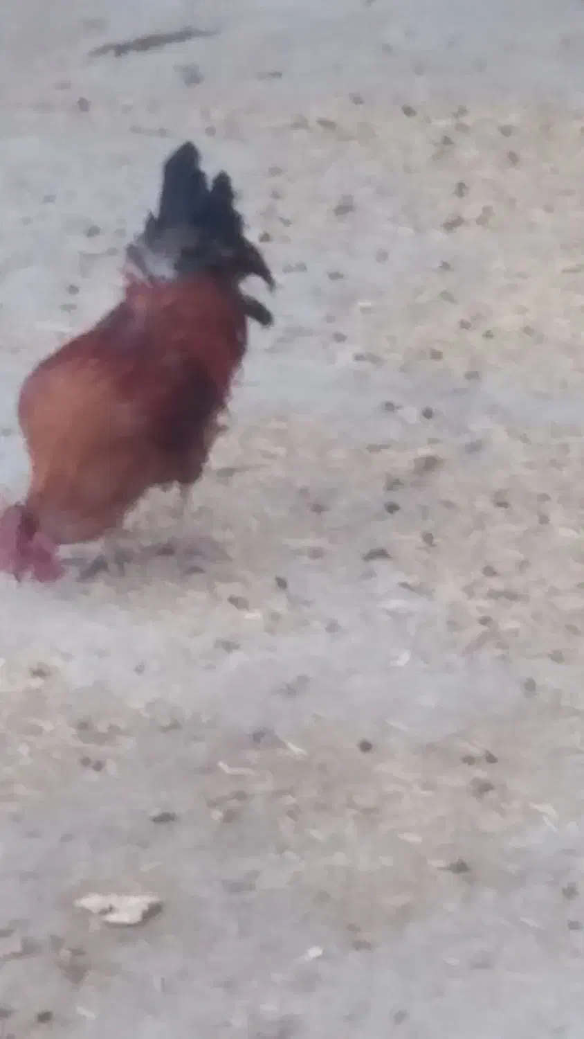 خروس محلی کردی سالم|حیوانات مزرعه|ماهیدشت, |دیوار