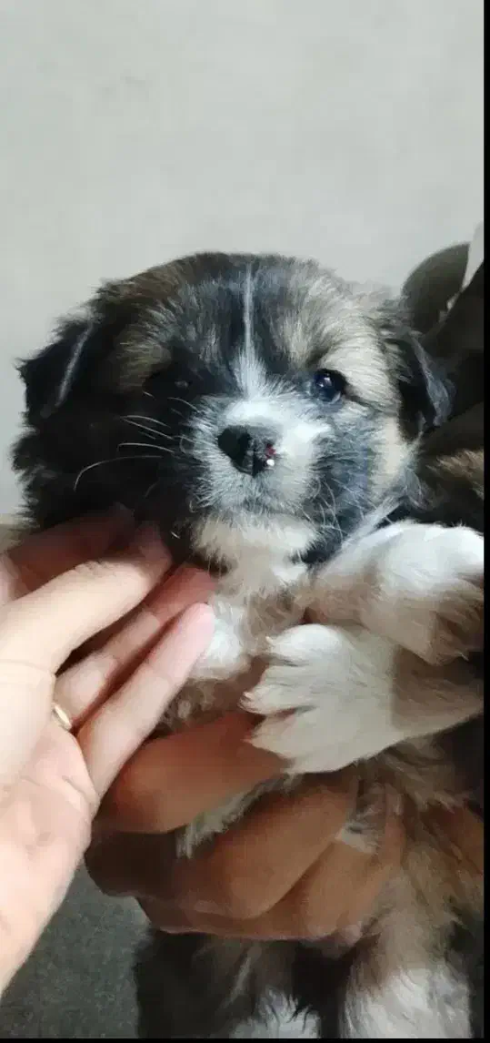 واگذاری سگ|سگ|رفسنجان, |دیوار