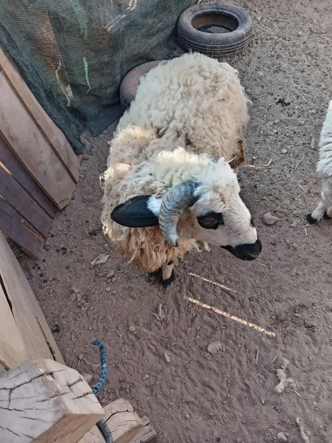 گوسفند بره نر وماده|حیوانات مزرعه|ماهان, |دیوار