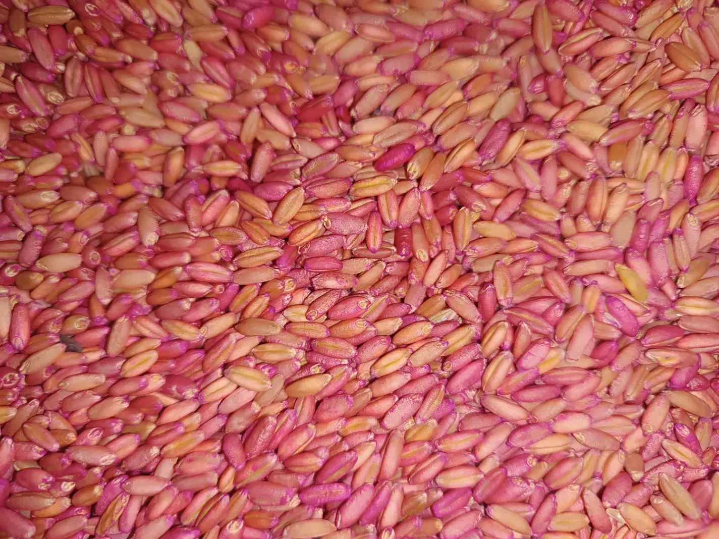 بذر گندم|گل و گیاه طبیعی|سارال, |دیوار