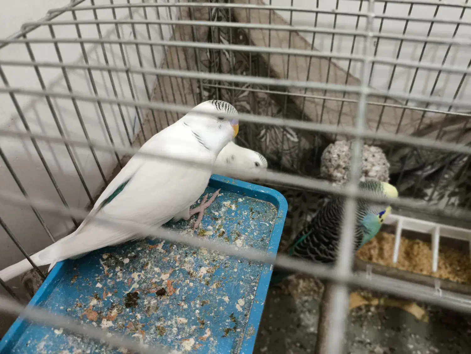 مرغ عشق|پرنده|سردشت, |دیوار