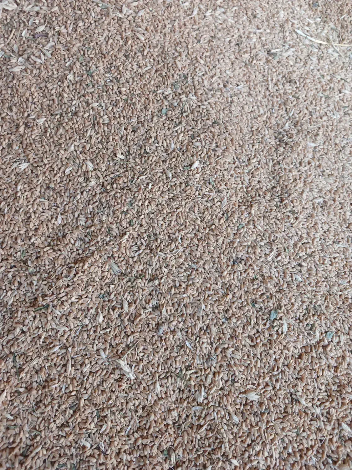 فروش گندم تمیزمخصوص  بذر ونان (حلیم)|عمده‌فروشی|عطاملک, |دیوار