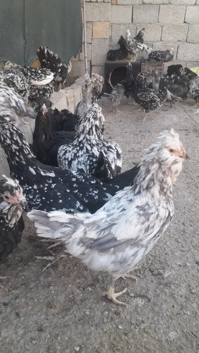 تخم مرغ گلین|حیوانات مزرعه|شهرکرد, |دیوار